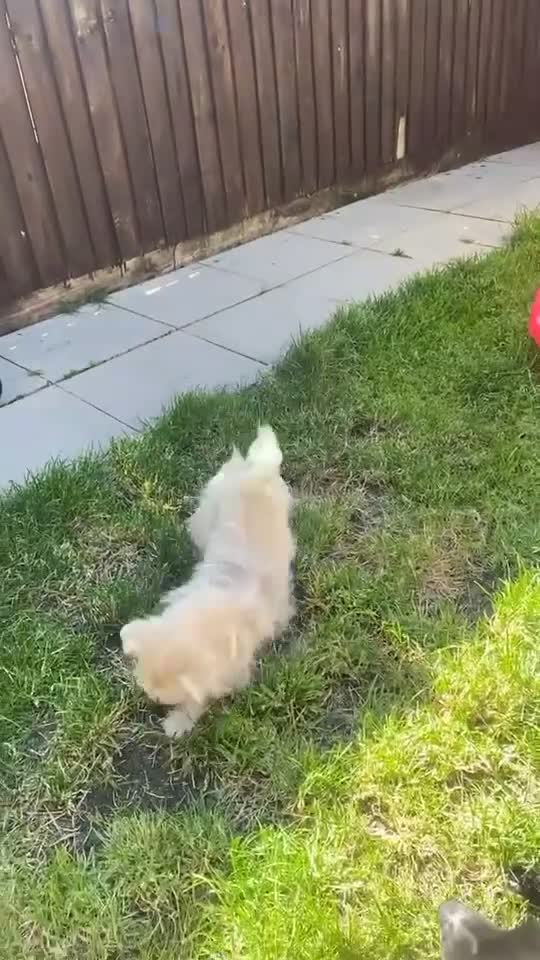 Morkie dogs for sale: 2 Year Old Maltese × Yorkshire Terrier (Morkie) - Video 1