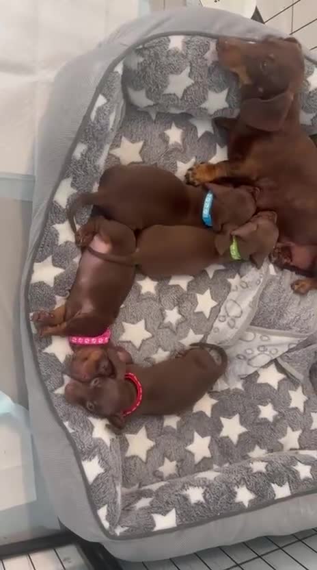 Miniature Dachshund dogs for sale: Beautiful Chocolate & Tan K.C Registered Puppies - Video 1