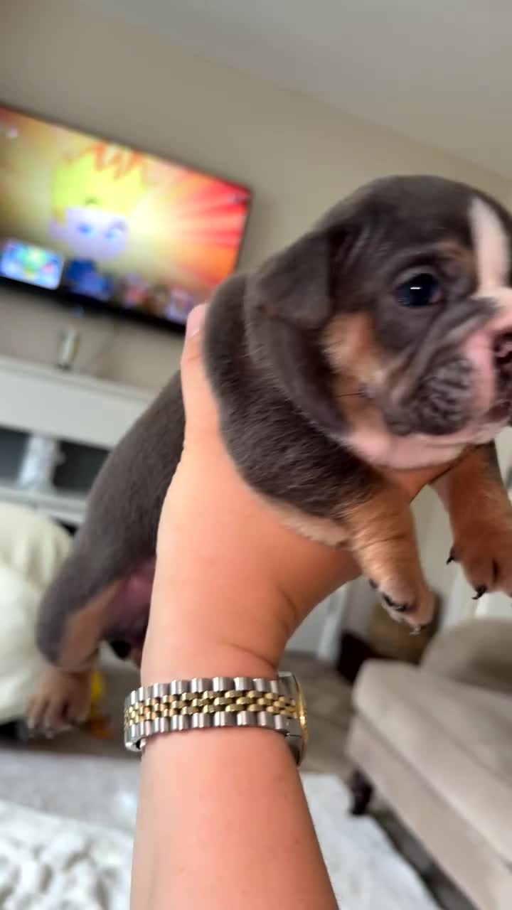 English Bulldog dogs for sale: Last male and female  - Video 1