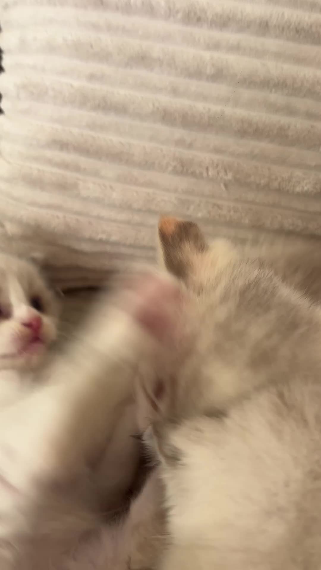 Ragdoll cats for sale: Ragdoll kitten only one left  - Video 2