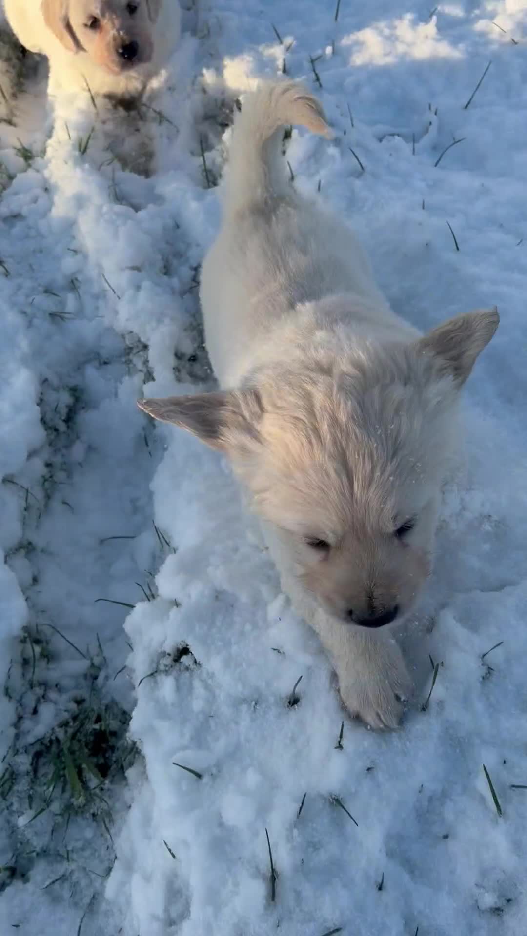 Golden Retriever dogs for sale: 🌸 One gorgeous girl 🌸 - Video 1