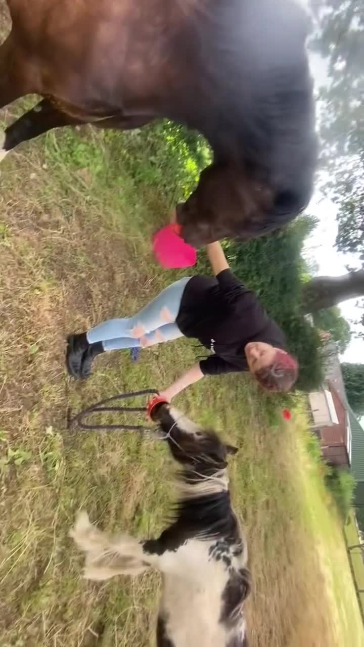Other Breed horses for sale: Choppa - Video 2