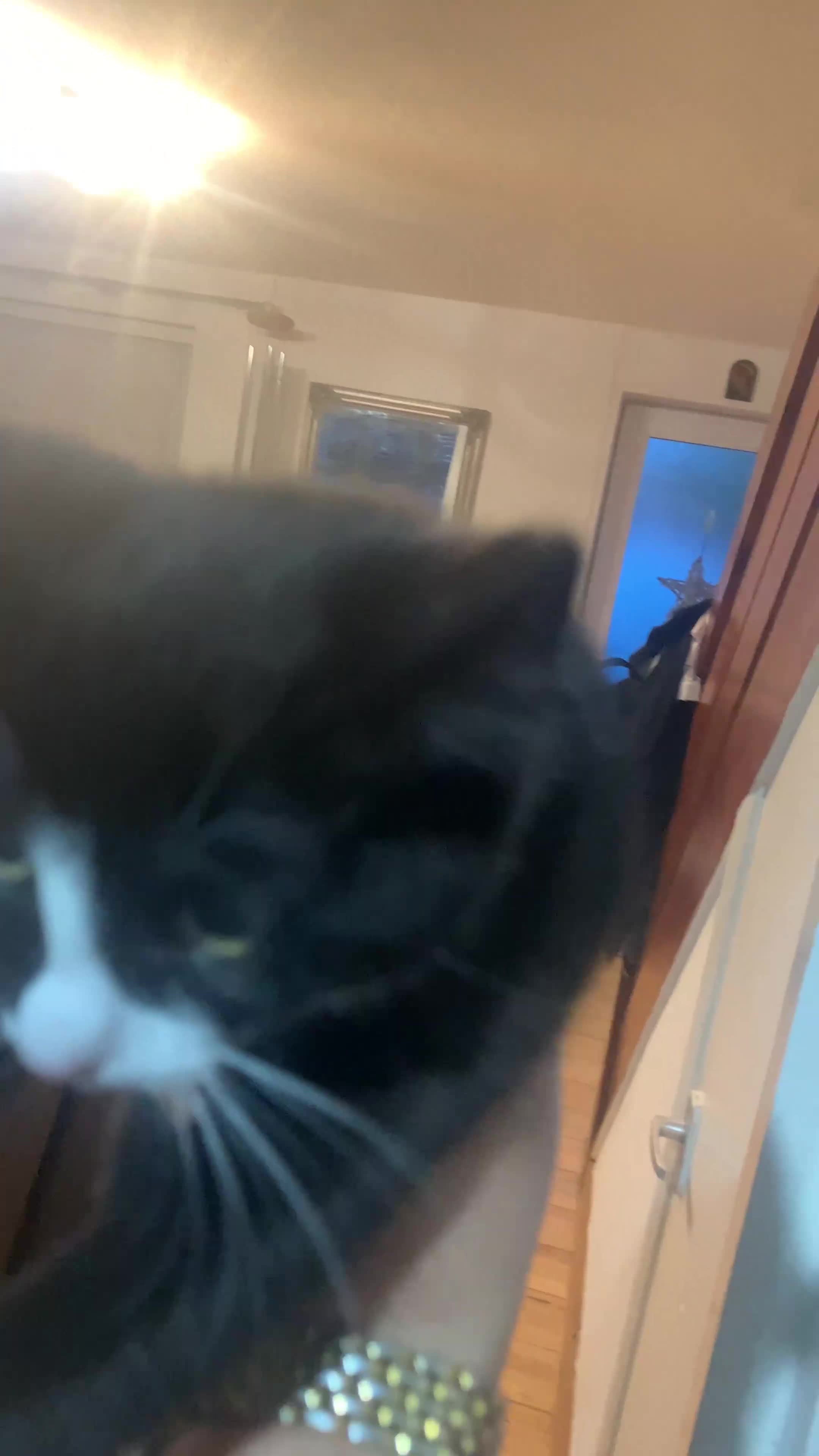 British Shorthair cats for sale: 1 black and white girl left from the litter of 6  - Video 1