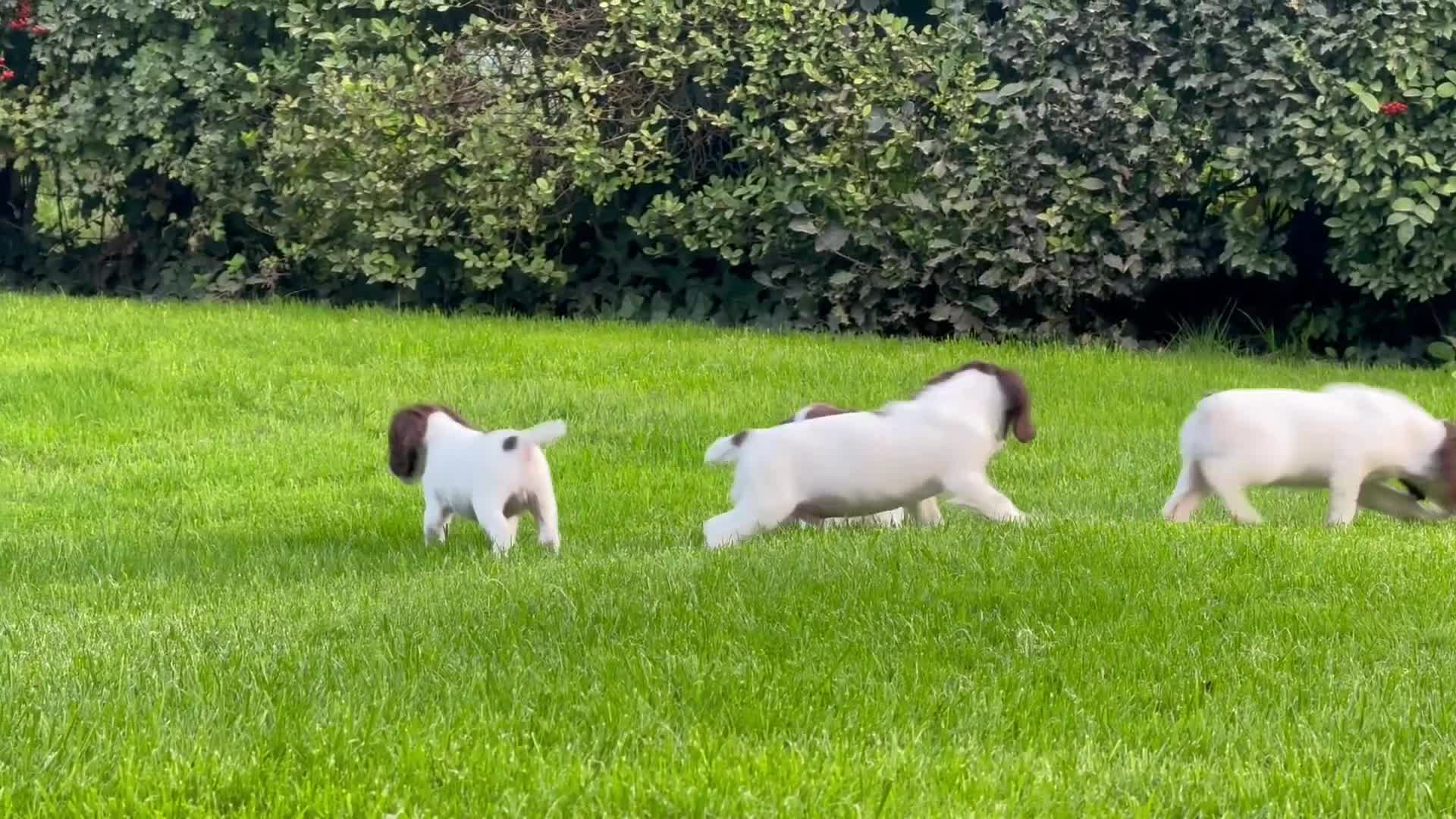 English Springer Spaniel dogs for sale: READY TO GO KC REG ESS PUPPIES - Video 1