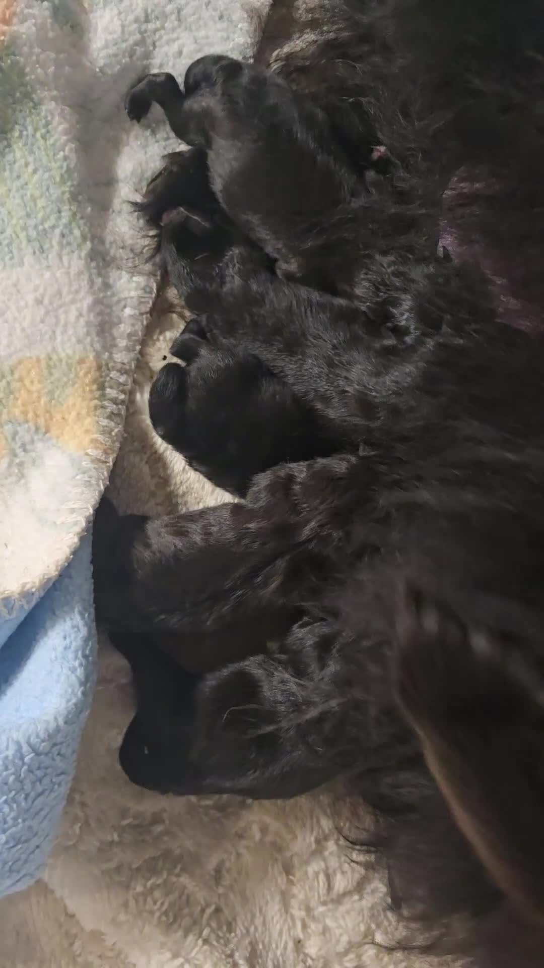 Pomeranian dogs for sale: Boy 800g & GIRL 🖤30+🏆REDUCED for a week ONLY! in Burgess Hill - Video 1