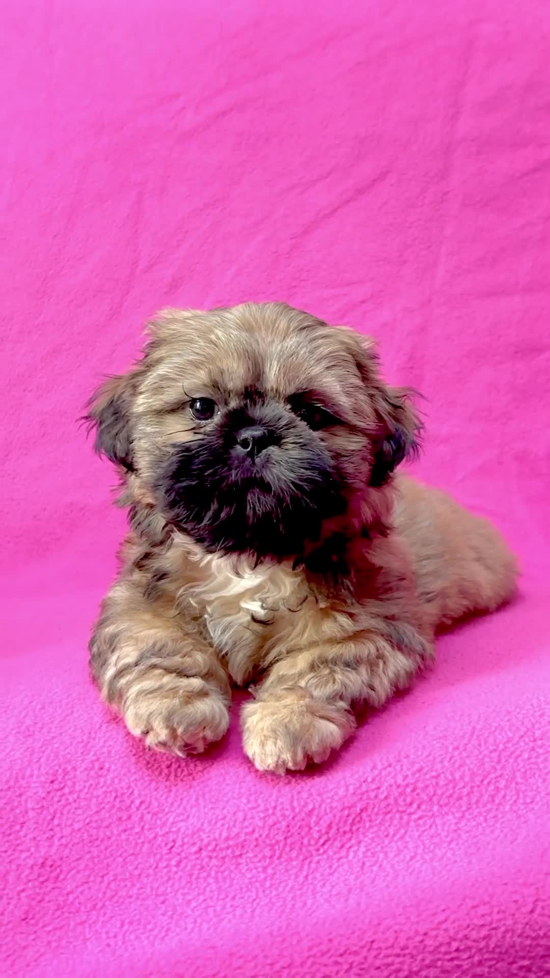 Shih Tzu dogs for sale: Adorable KC Reg boy puppy - Video 1