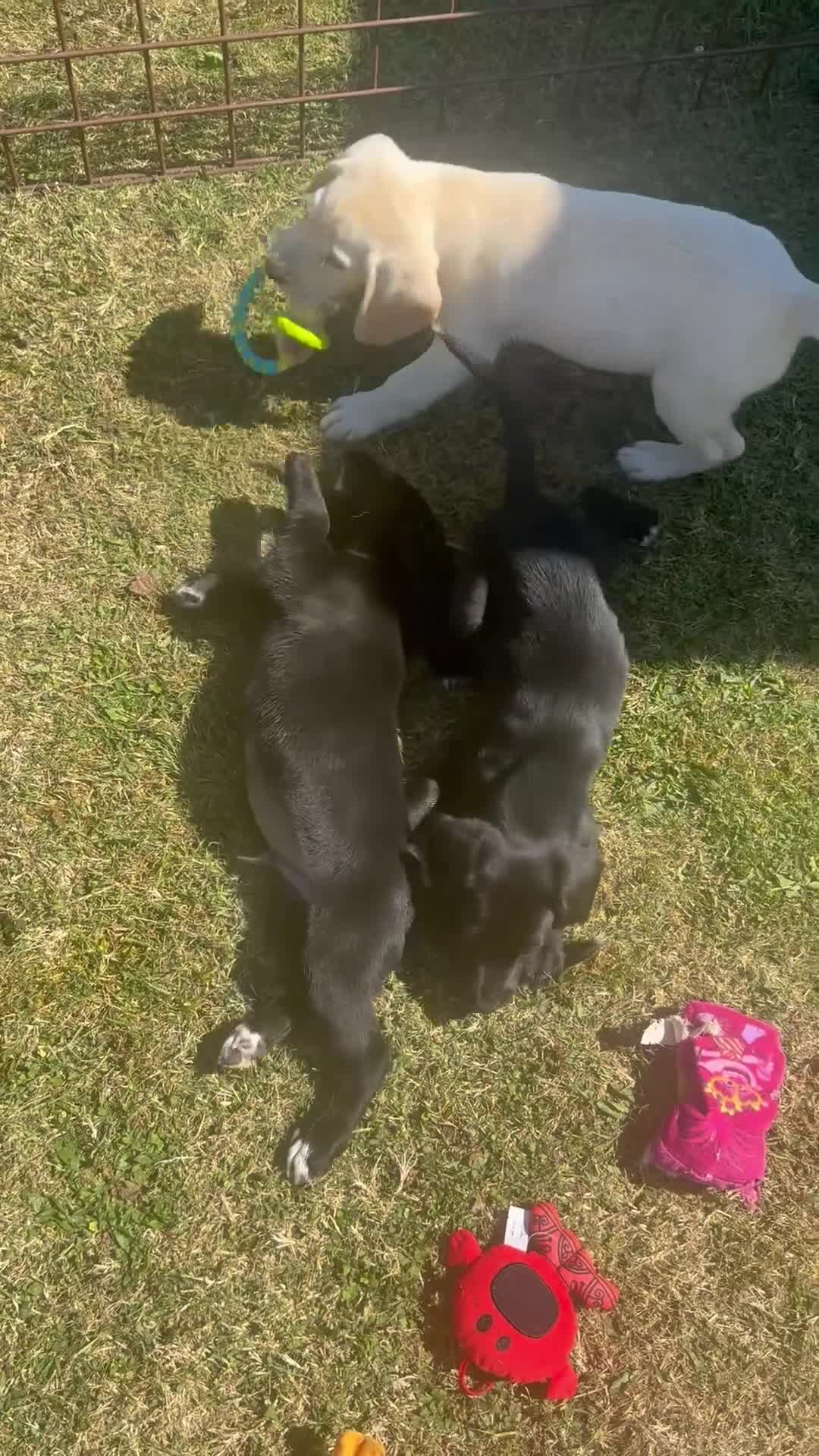 Cockerdor dogs for sale: Female Cockerdor puppy Labrador X Cocker Spaniel  - Video 2