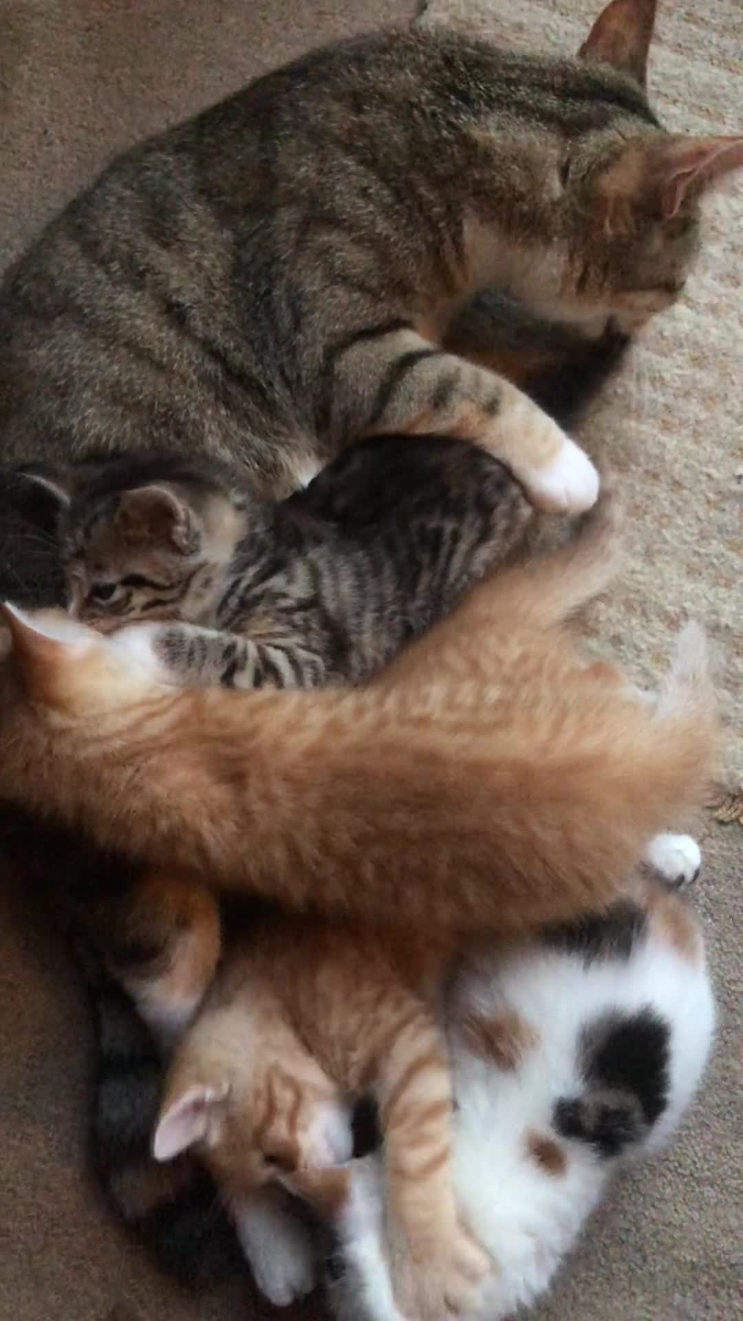 Mixed Breed cats for sale: 5 beautiful kittens looking for new homes - Video 1