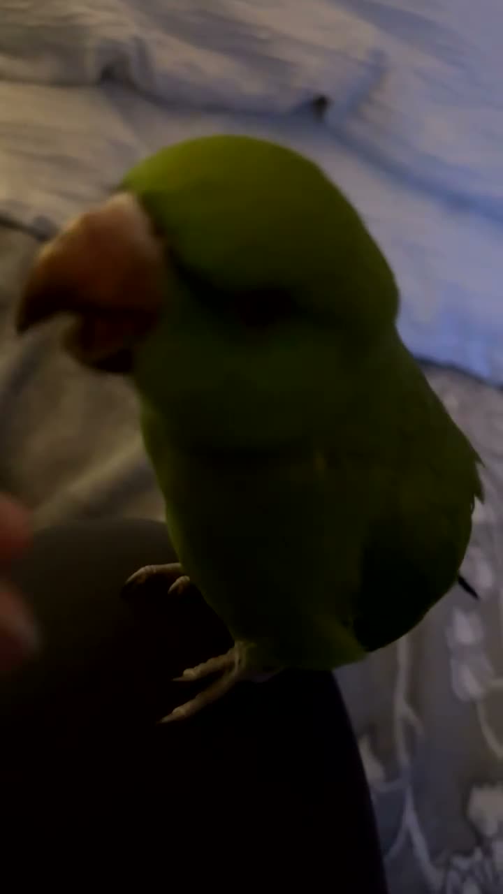 Ringnecks birds for sale: Young Indian ringneck (M) in Sleaford - Video 1