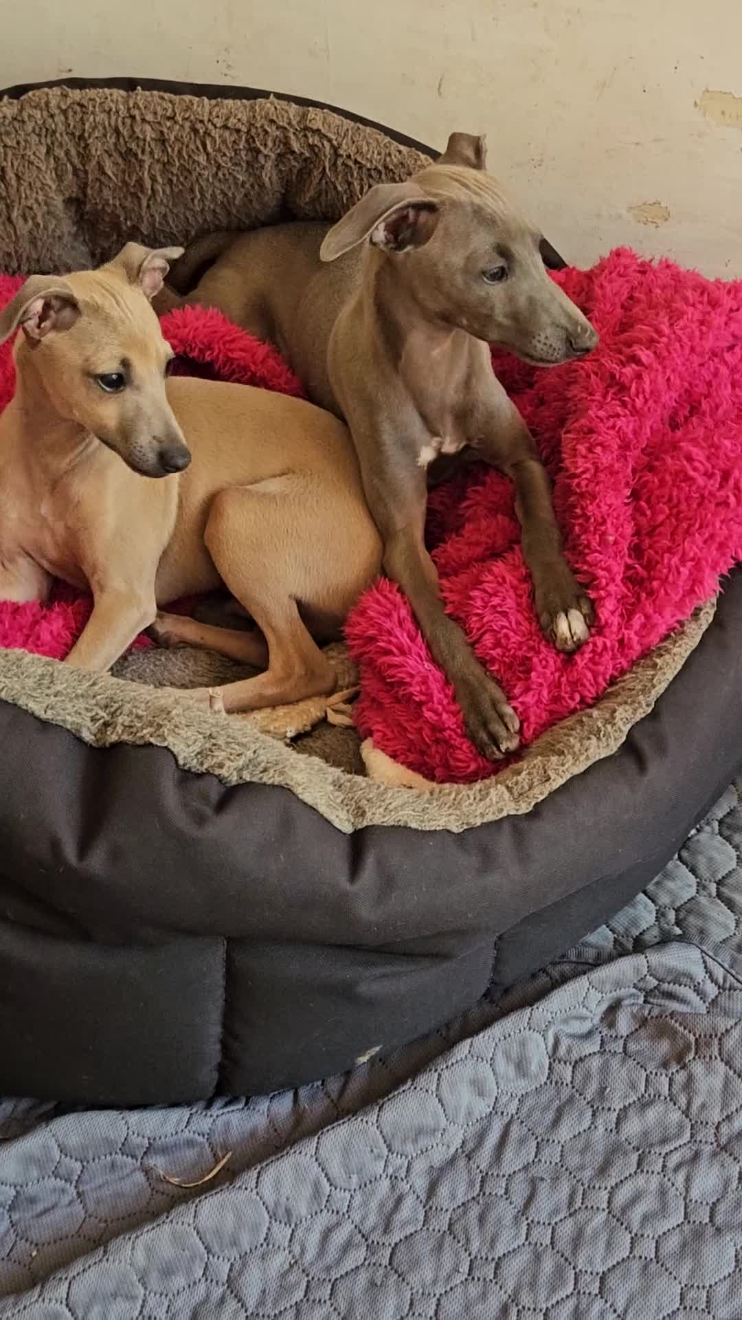 Italian Greyhound dogs for sale: Gorgeous  Italian Greyhounds - Video 1
