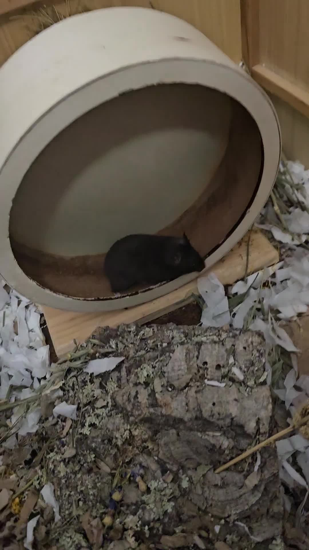 Hamster rodents for sale: Hamster in need of new home - Video 1