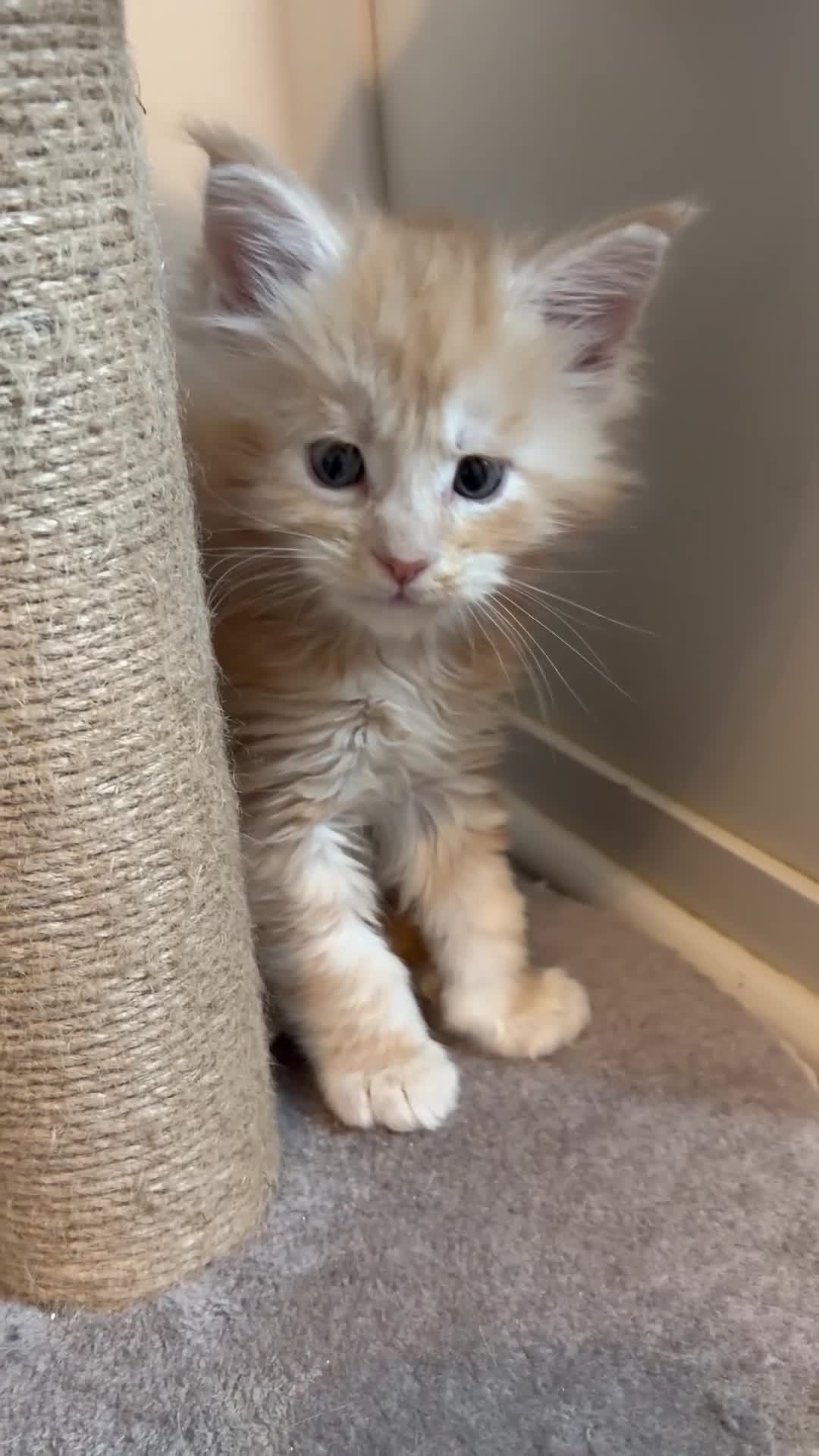 Maine Coon cats for sale: 🐈 ONLY 2 BOYS LEFT! READY FRIDAY 29TH MAY!!! 🐈 - Video 1