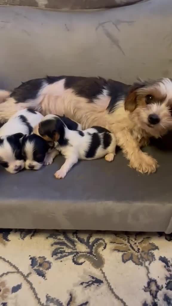 Biewer Terrier dogs for sale: Pure Miniature Biewer Terrier Puppies - Video 1