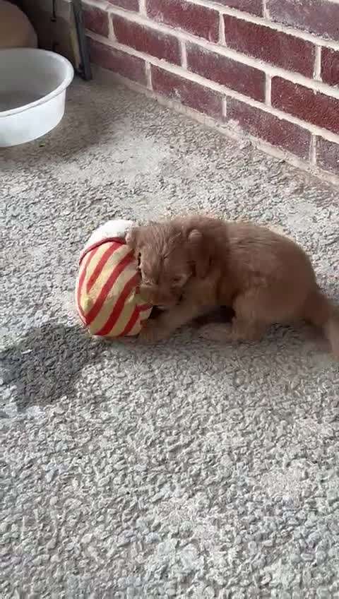 Cockapoo dogs for sale: Red f1 cockapoo puppies  - Video 3