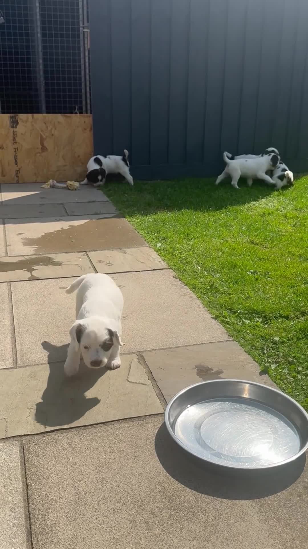 English Springer Spaniel dogs for sale: ✨ Working English Springer Spaniel Puppies ✨ - Video 2