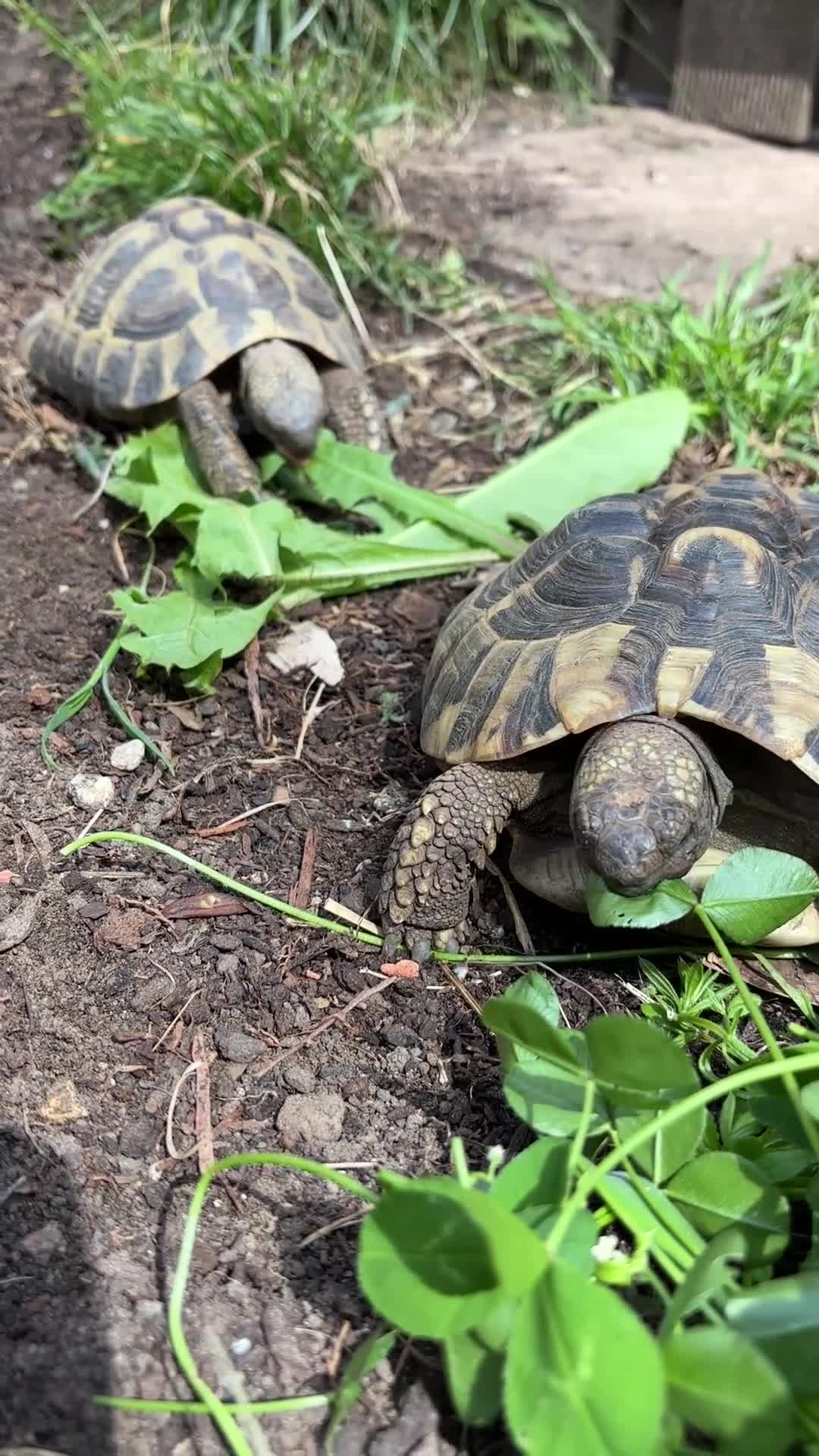 Tortoise reptiles for sale: Hermann's tortoises trio.  2 females and 1 male - Video 2