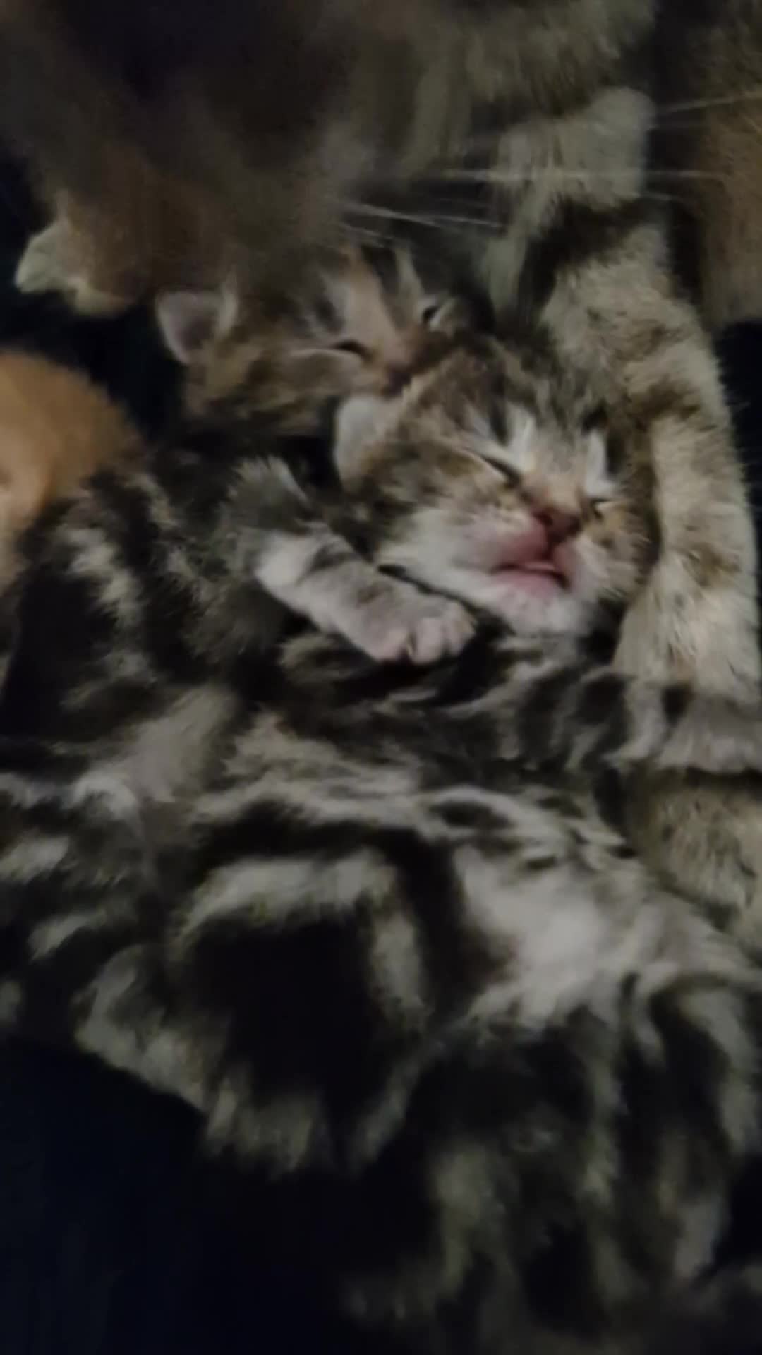 Siberian cats for sale: Siberian/bengal cross - Video 2