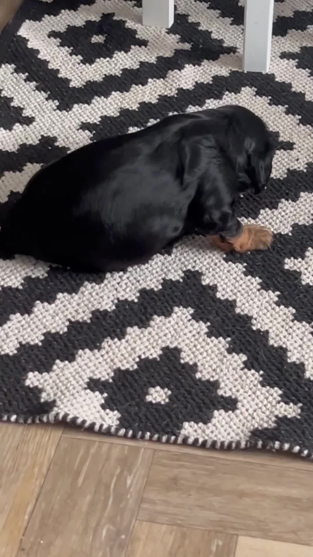 Cavalier King Charles Spaniel dogs for sale: Beautiful King Charles spanial - Video 1