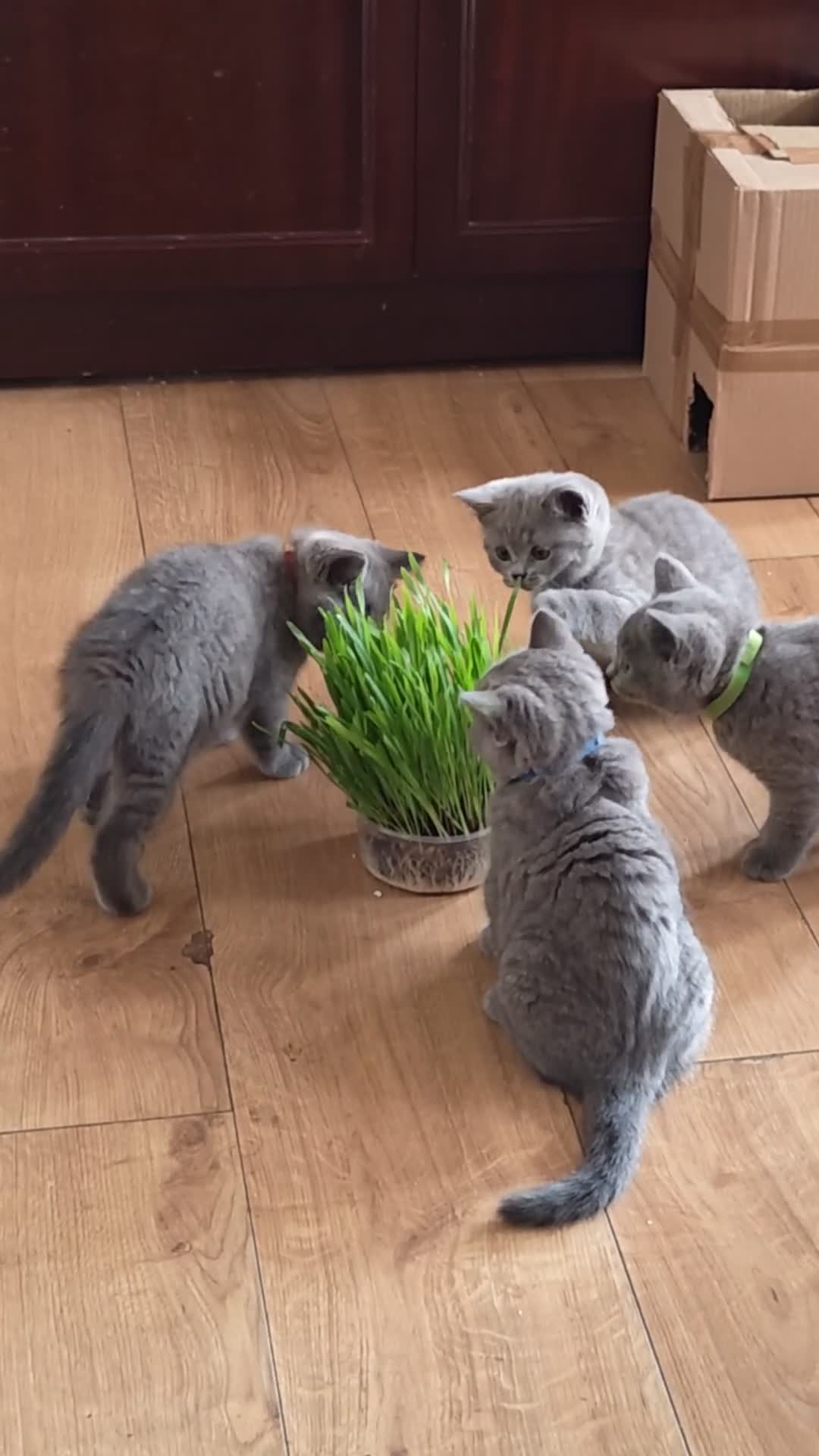 British Shorthair cats for sale: Our Little British Treasures  - Video 1