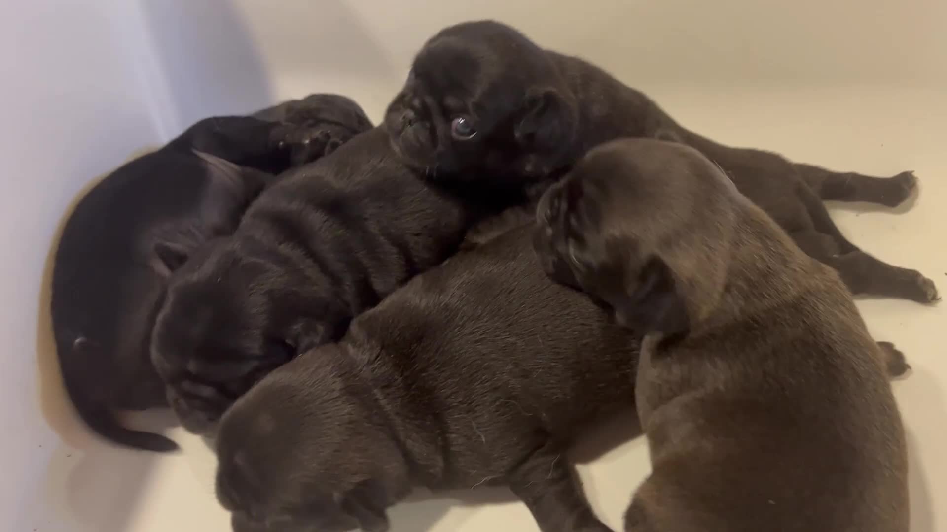 Pug dogs for sale: Platinum pug girls vaccinated Insured microchipped - Video 1