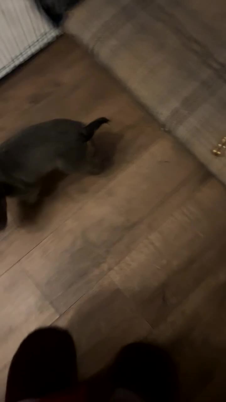 French Bulldog dogs for sale: Male fluffy frenchie - Video 1