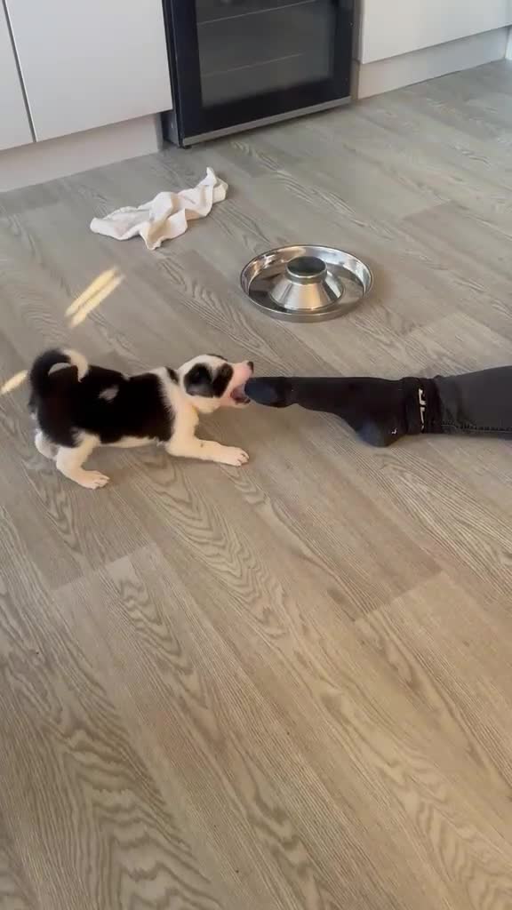 Border Collie dogs for sale: Beautiful litter of working border collie pups in Winchester - Video 1