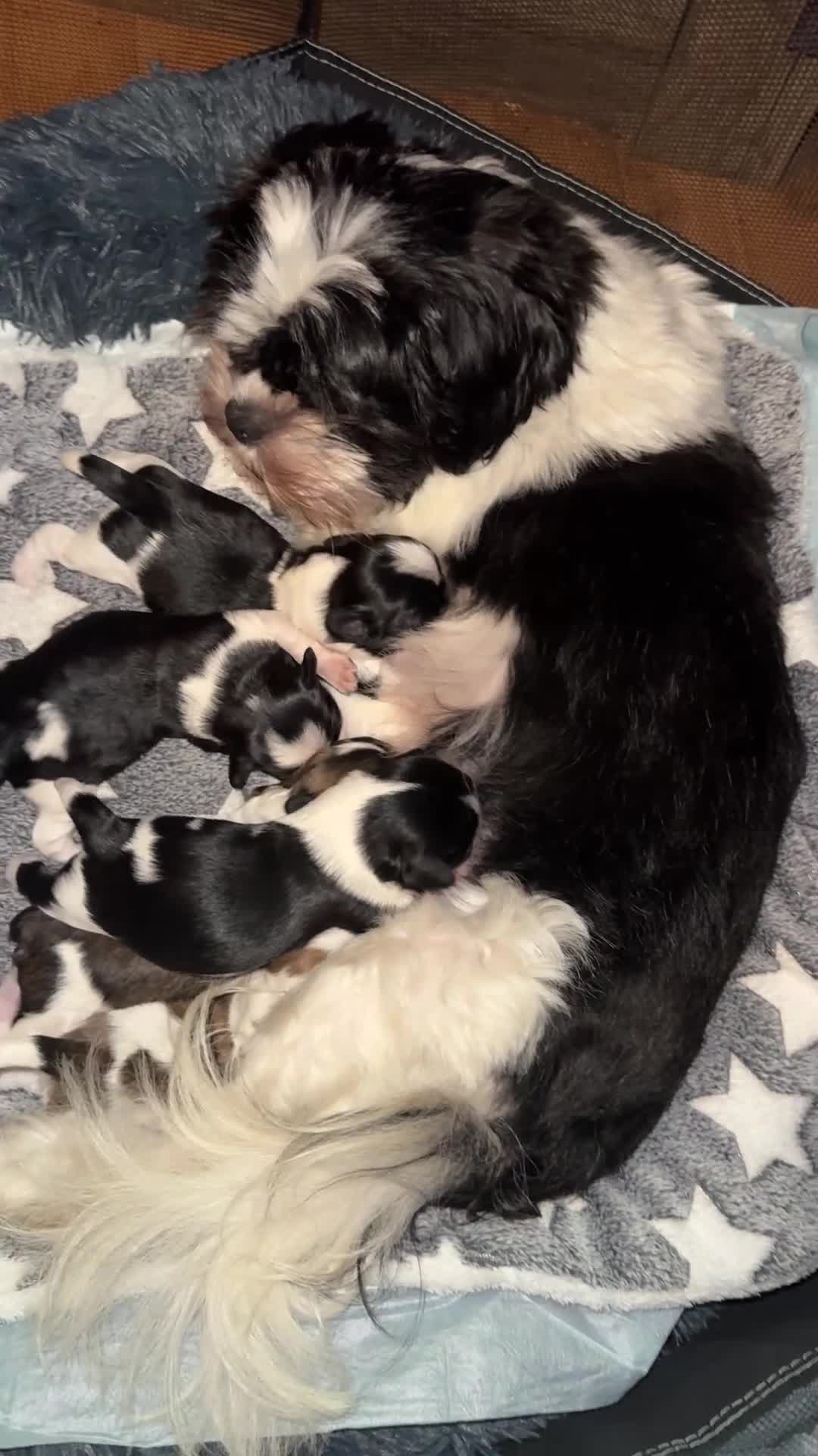 Mixed Breed dogs for sale: Adorable Puppies Looking for Their Forever Homes in Bury - Video 1