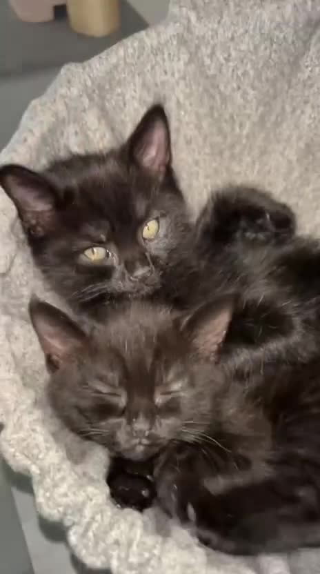 Domestic Shorthair cats for sale: black kitten for sale in Reading - Video 1