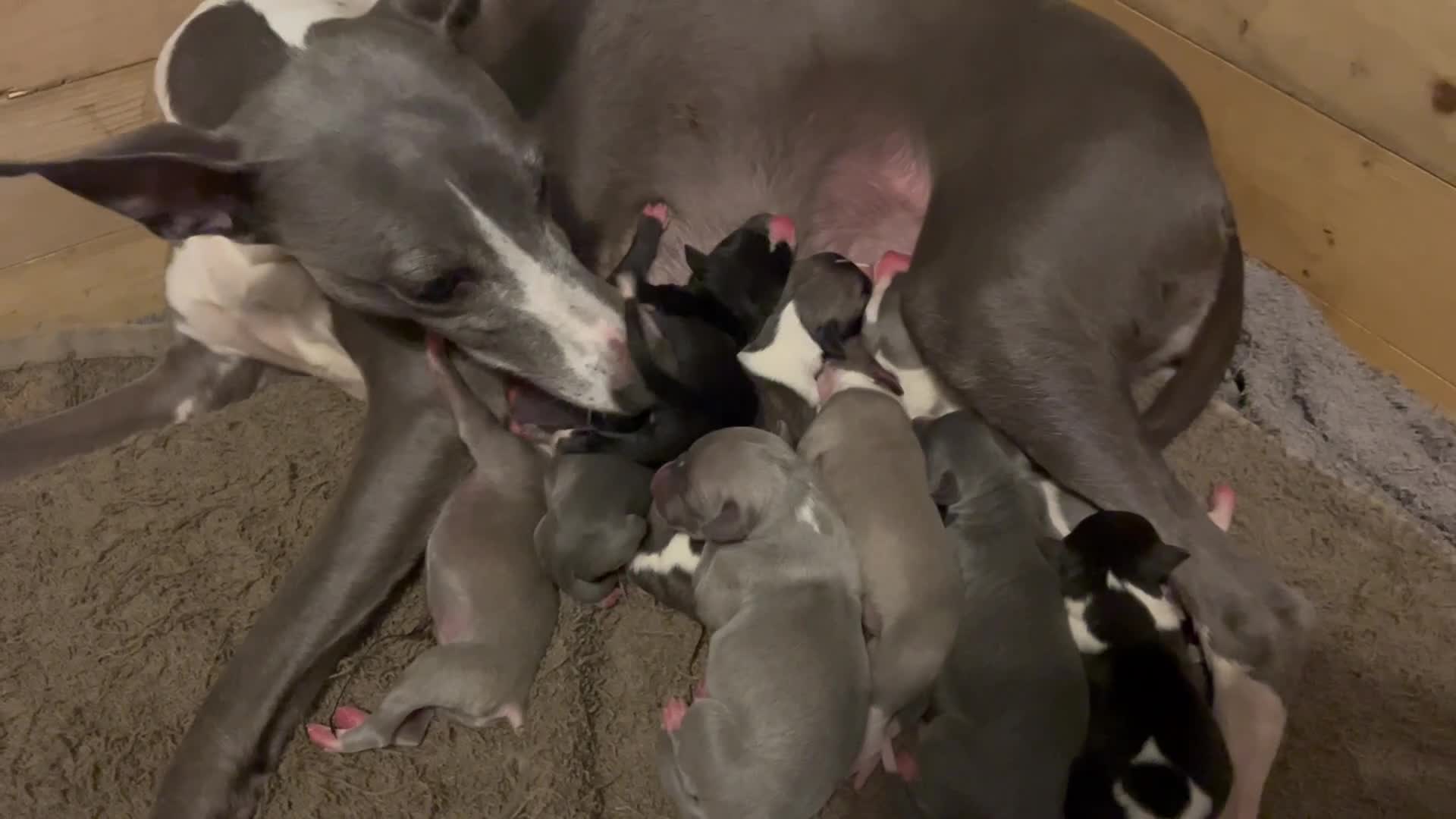 Whippet dogs for sale: STUNNING KC PEDIGREE BLUE BLACK FAWN PUPPIES - Video 2
