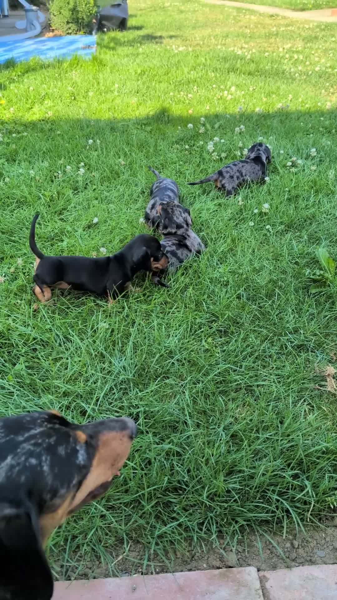 Dachshund dogs for sale: Dachshund  in King's Lynn - Video 1