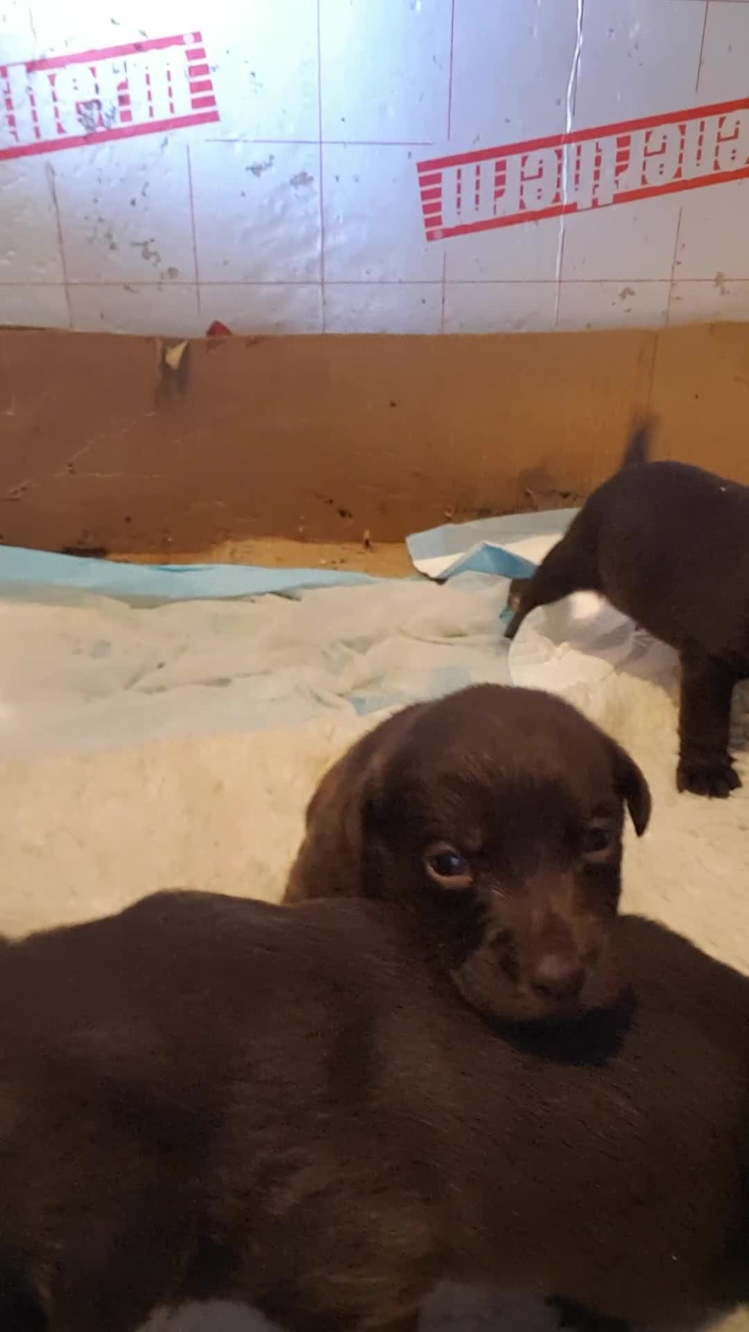 Labrador Retriever dogs for sale: Labrador puppies, beuitfull fur babbies  - Video 1