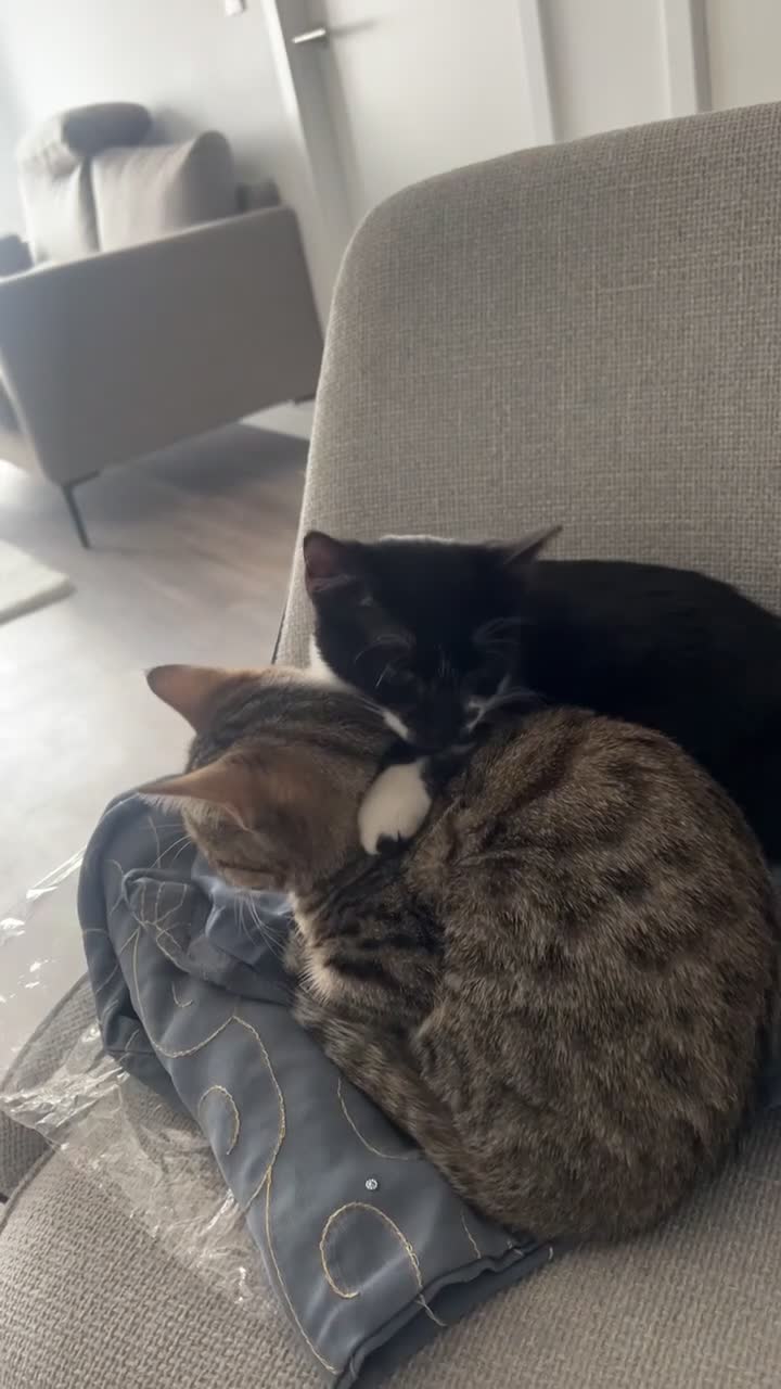 Domestic Shorthair cats for sale: 2 kittens for sale- female kittens - Video 1