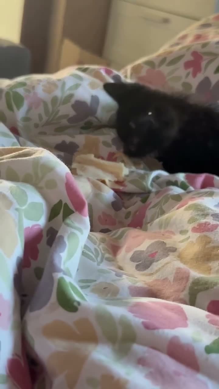 Domestic Shorthair cats for sale: Black kittens  - Video 2