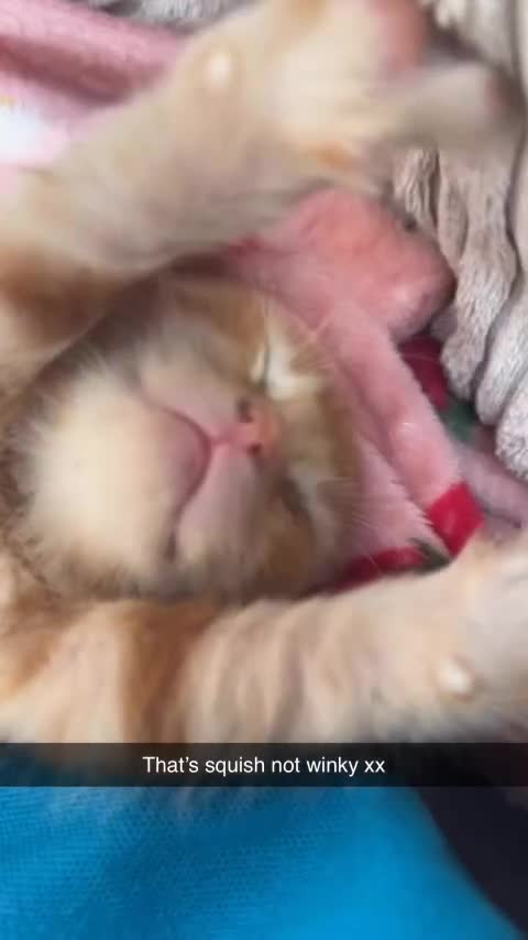 Domestic Shorthair cats for sale: 3 girl kittens  - Video 2