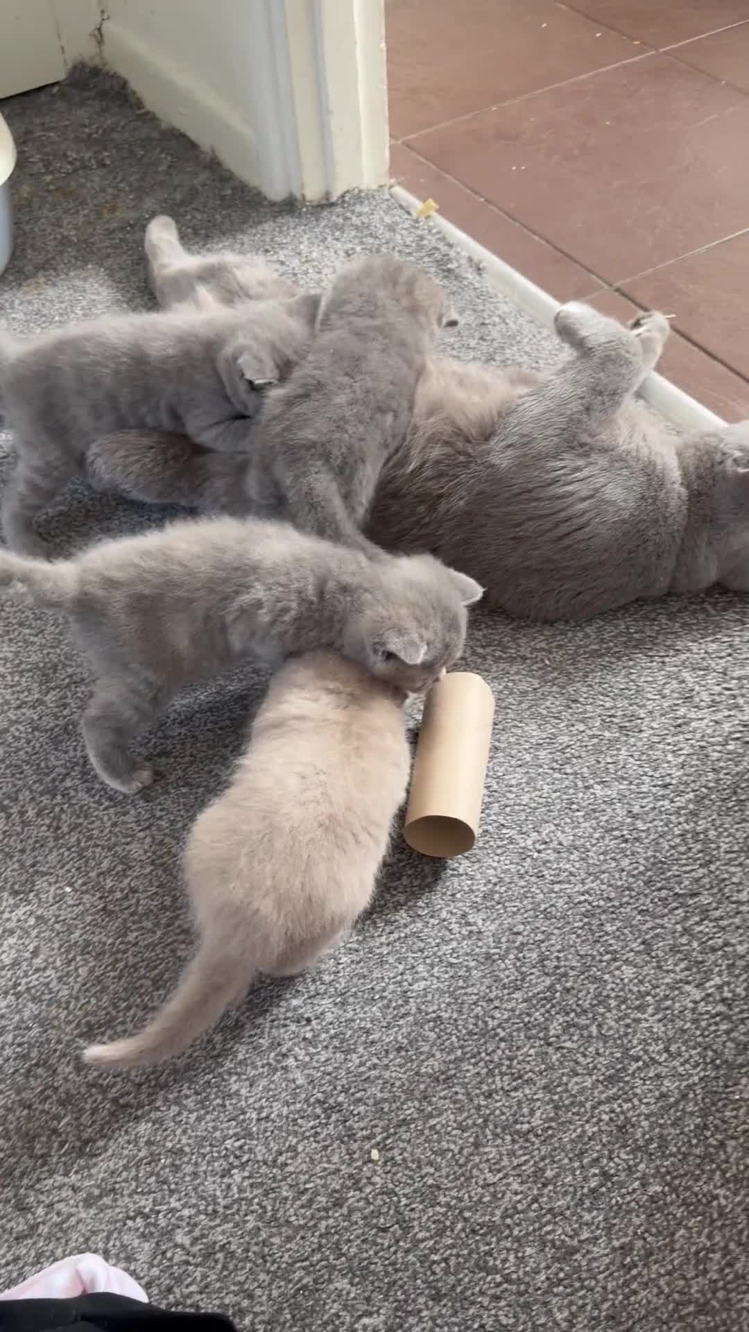 British Shorthair cats for sale: Beautiful British short hairs  - Video 3