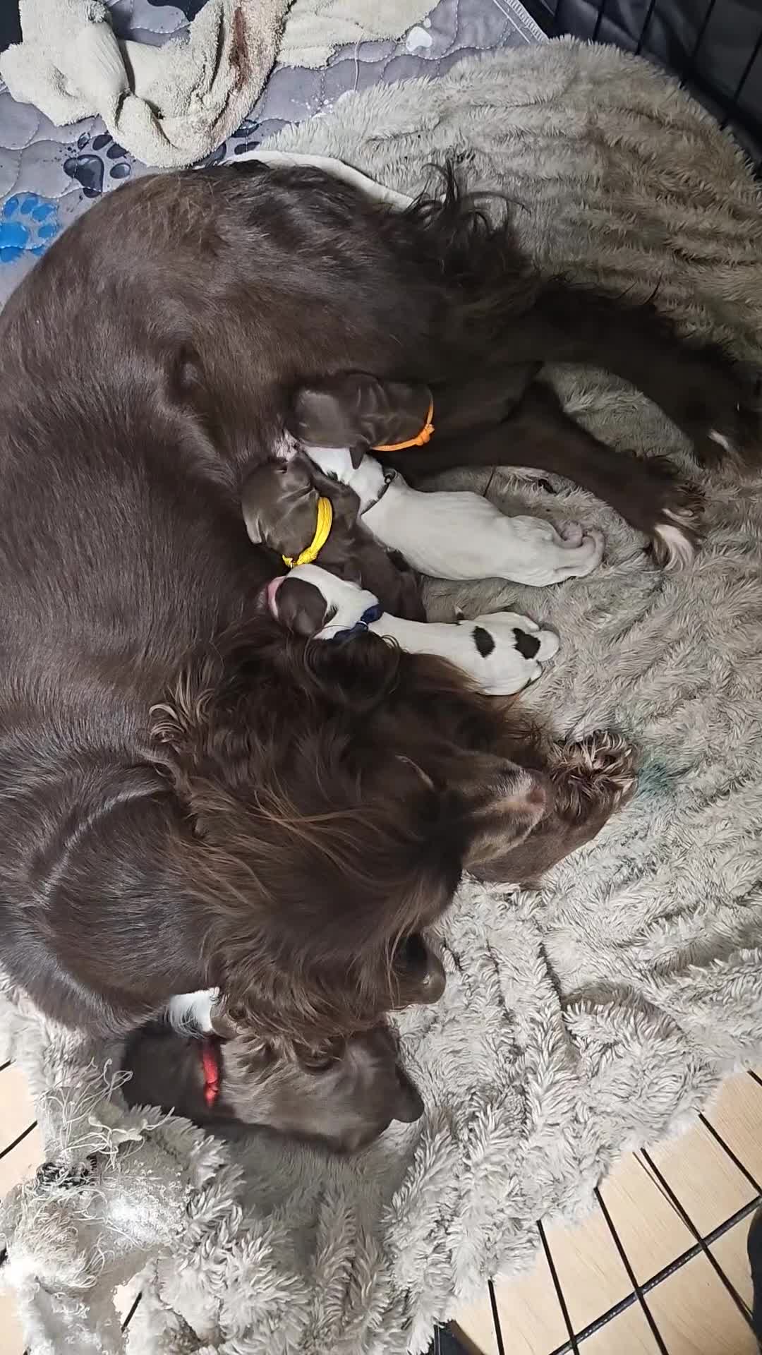 Cocker Spaniel dogs for sale: Cocker spaniel pups  - Video 1