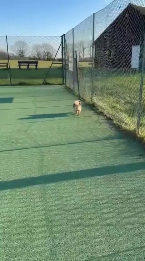 Pomeranian dogs for sale: REDUCED RARE boy🔝Quality! 40+🏆 in his lines - Video 1