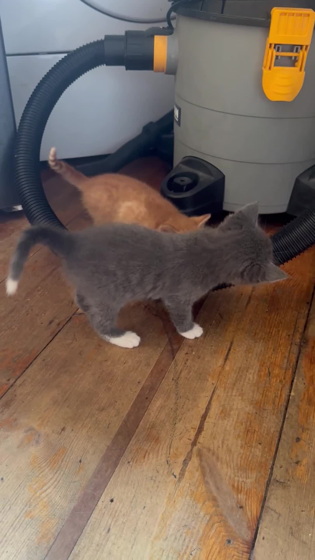 Mixed Breed cats for sale: Stunning litter of 4 - Video 2