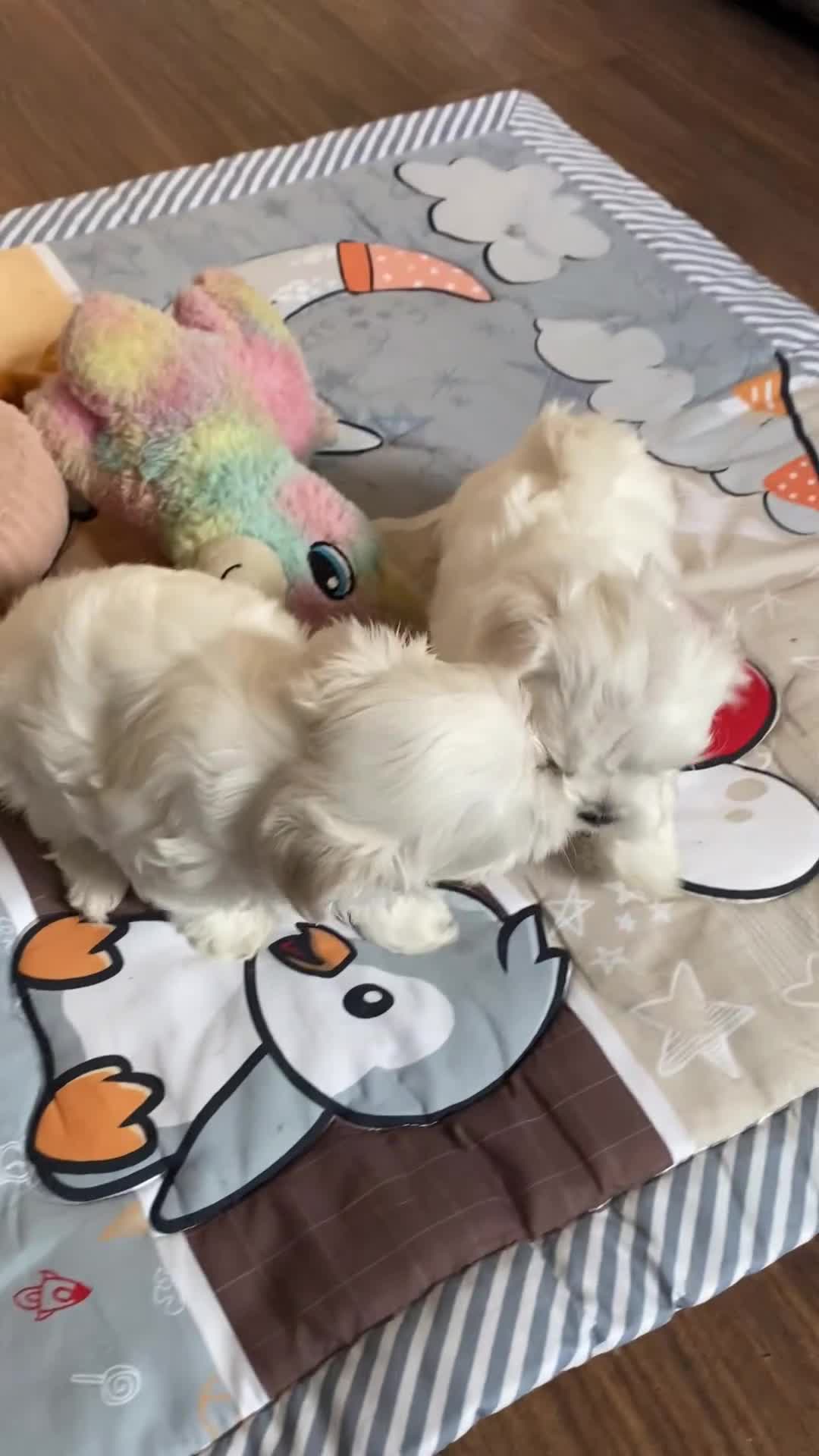 Maltese dogs for sale: Beautiful Maltese Puppies  - Video 1