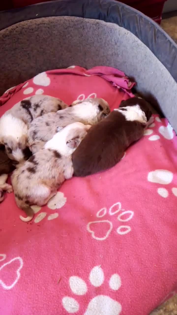 Border Collie dogs for sale: Stunning Red Merle and Red and White Puppies - Video 1