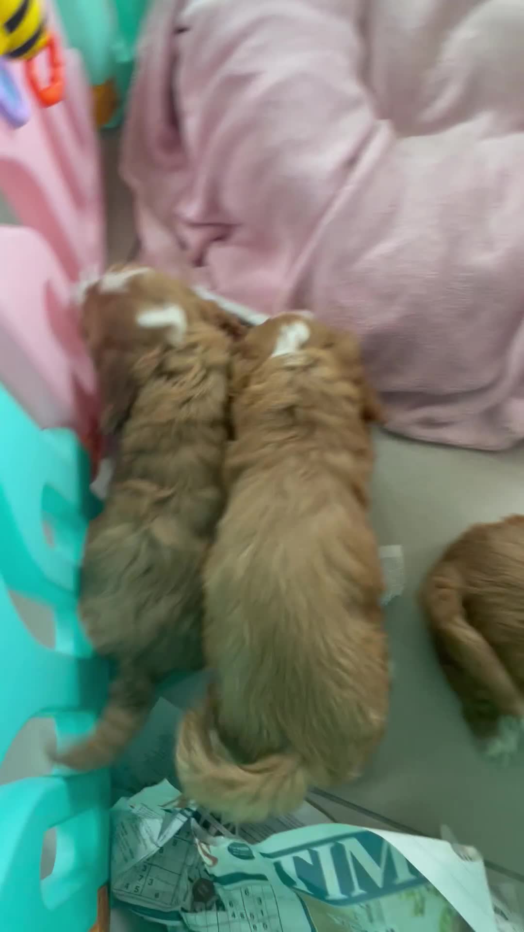 Cockapoo dogs for sale: F1 MINIATURE SHOW-LINE COCKAPOO PUPPIES   - Video 2