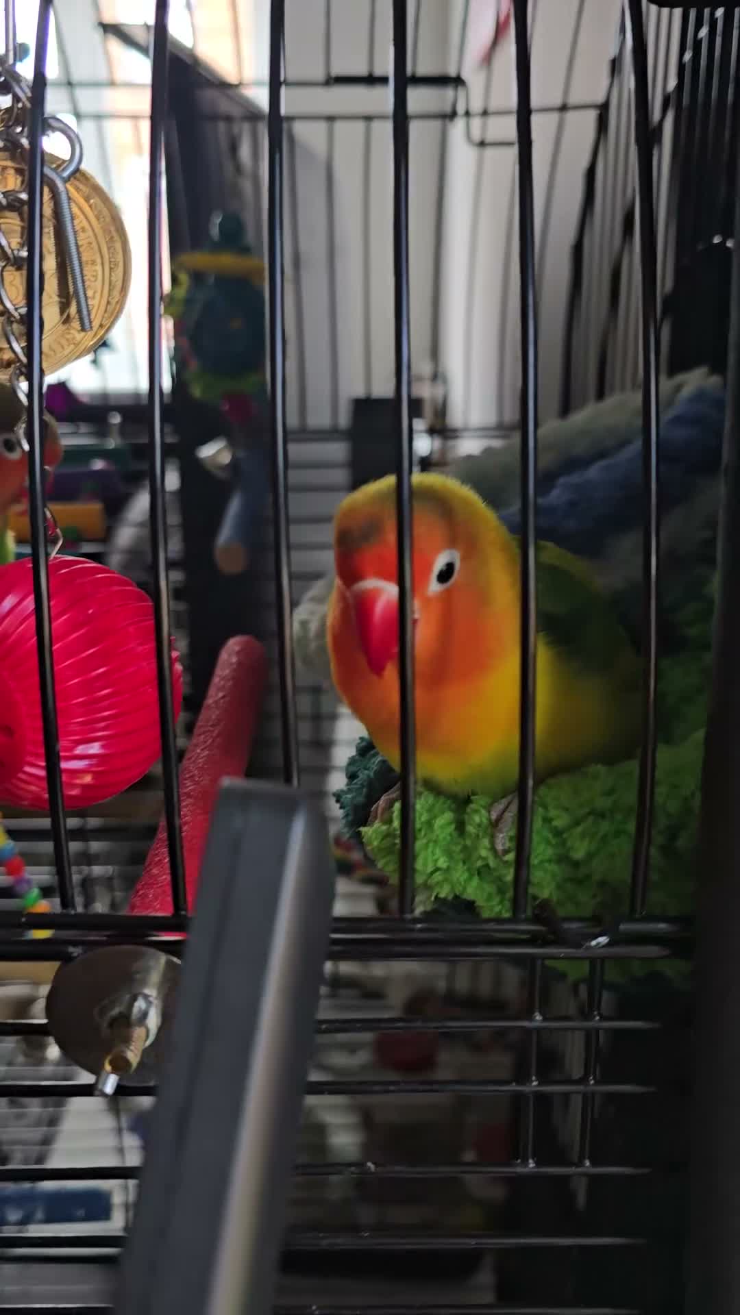 Lovebirds birds for sale: Love birds 🐦  in Luton - Video 1