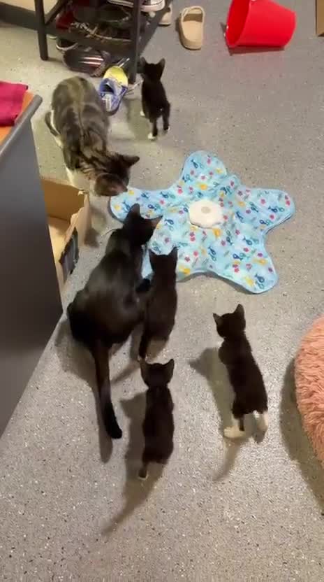 British Longhair cats for sale: Adorable Kittens Looking for Homes! - Video 1