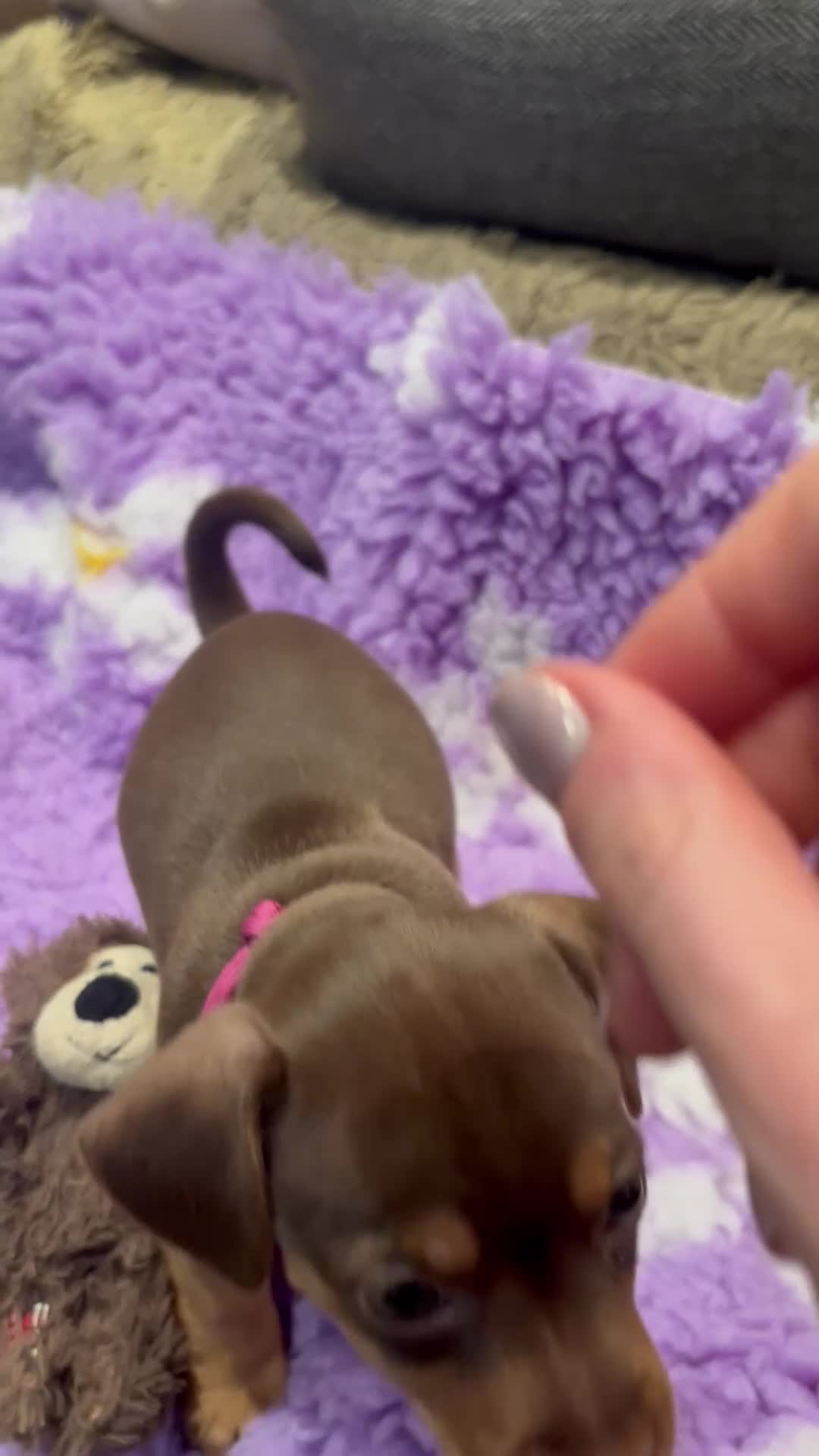 Jack Russell dogs for sale: Lilac and Chocolate Jack Russell Terrier Puppies  - Video 2