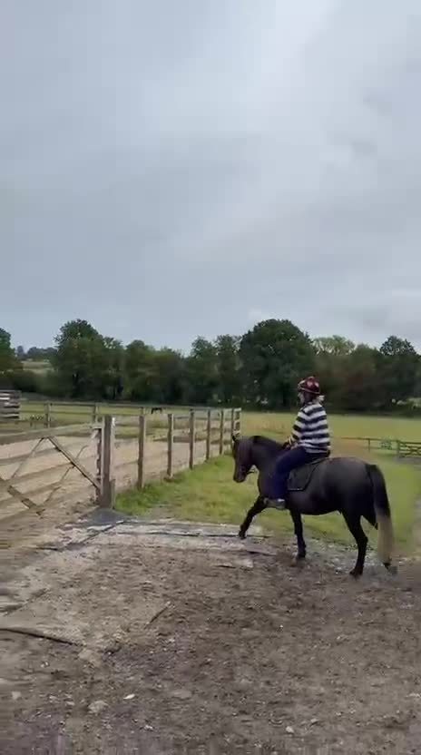 Dartmoor horses for sale: Flint aka Leightor Crumpet  - Video 4