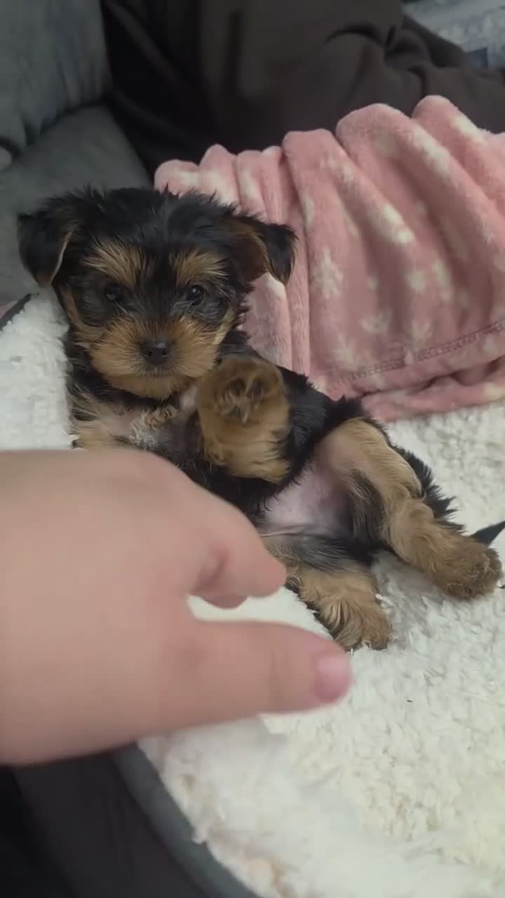 Yorkshire Terrier dogs for sale: Yorkshire Terrier boy 🐶 in Peterborough - Video 1