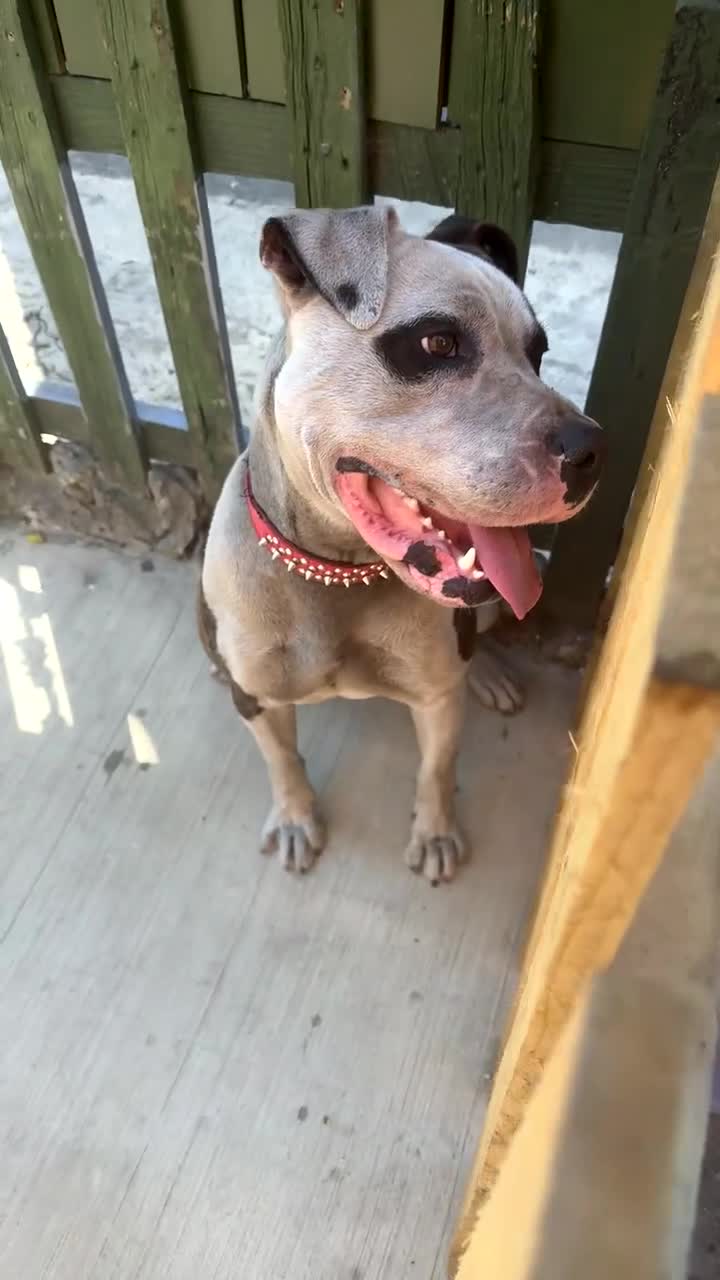 American Bulldog dogs for sale:  american bull dog  in Bradford - Video 1