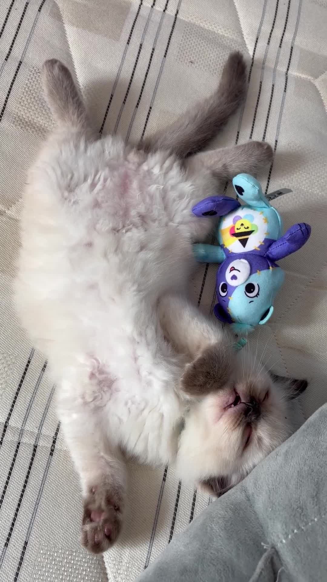 Ragdoll cats for sale: Magical - Video 1