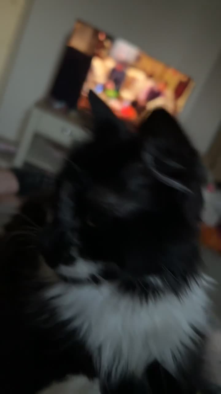 Mixed Breed cats for sale: Our tuxedo cat Harry  - Video 2