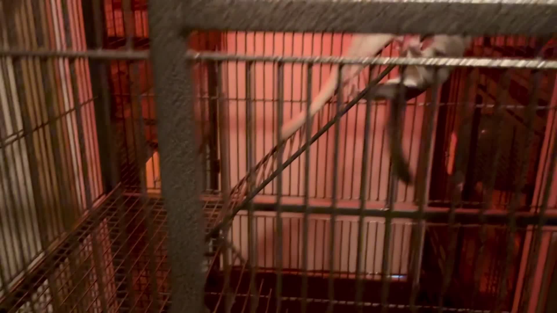 Sugar Glider rodents for sale: Baby sugar gliders ready now  - Video 1